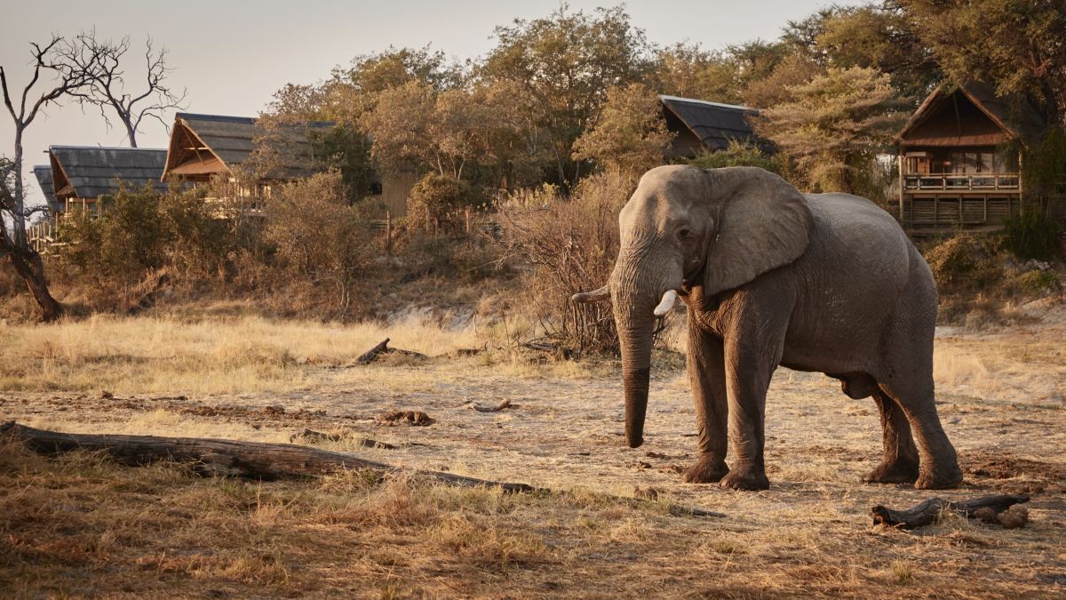 Savute Elephant Lodge, a Belmond Safari