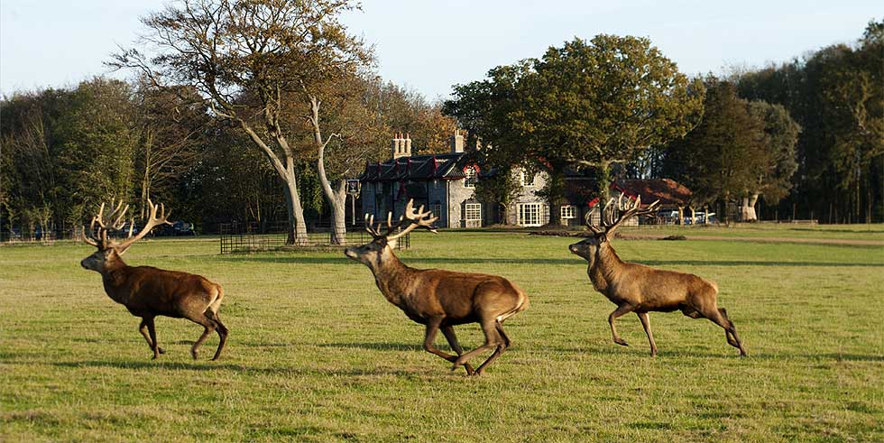 The Gunton Arms
